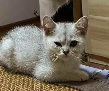 猫得了猫鼻支症状多长时间治疗好