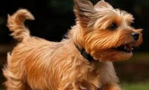 诺福克梗犬迷人吗?全方位解析性格特点! 诺福克梗犬迷人吗?全方位解析性格特点!