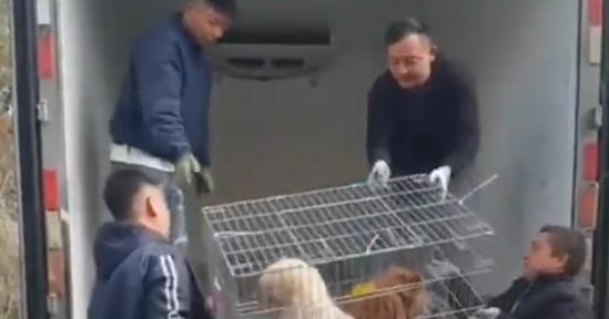 泾县一流浪狗救助基地无人看管，爱心人士称已致数十只狗死亡