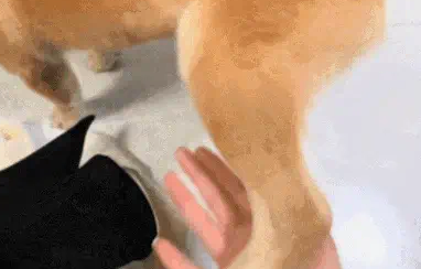 主人让狗子跟自己握个手，结果狗子却伸来了自己的腿