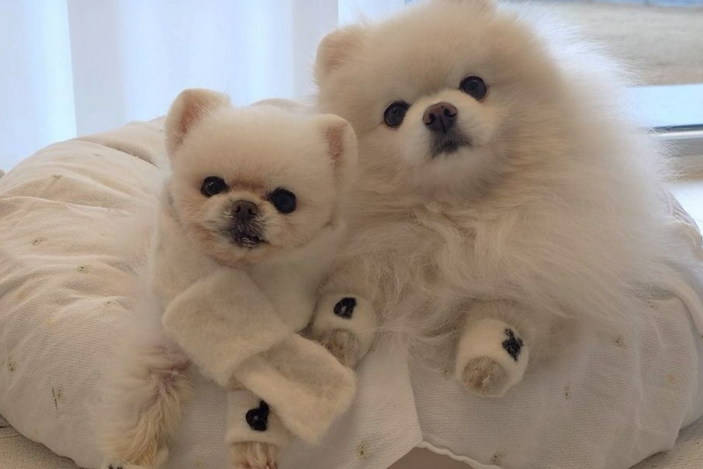 狗狗白内障有自愈可能吗