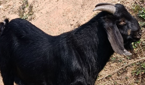 黑波尔山羊价格多少