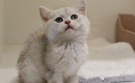 猫咪眼睛发炎处理方法