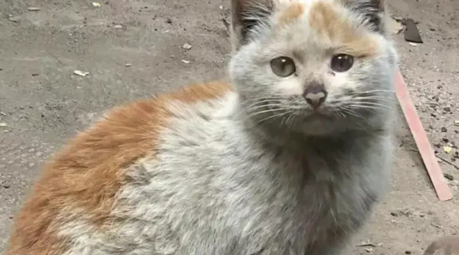 街边发现流浪猫,颜值超高超可爱,没想到收养的竟是收废品大哥 街边发现流浪猫,颜值超高超可爱,没想到收养的竟是收废品大哥