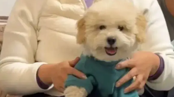 网友家来亲戚了，抱着狗子不撒手，笑死，沉浸式撸狗！ 