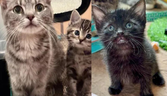 领养两只小猫后，全家又折返接回猫妈妈，重逢现场甜度爆表