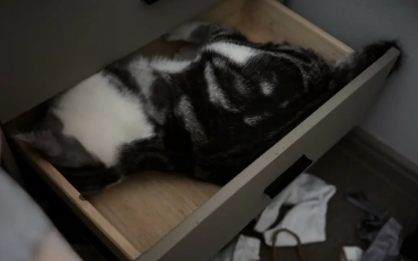 猫咪把袜子全扒拉出来,然后躺抽屉里 猫咪把袜子全扒拉出来,然后躺抽屉里