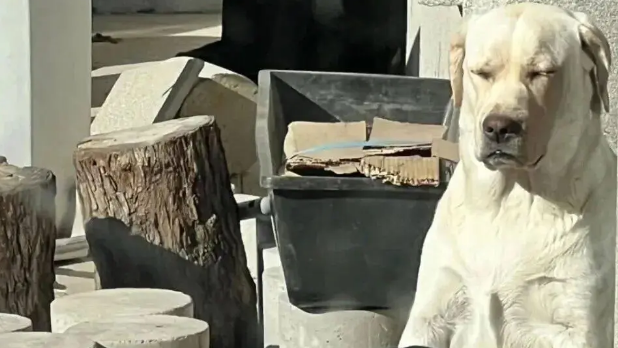 网友晒家里的狗爸狗妈，笑死，我似乎看到了无望的婚姻