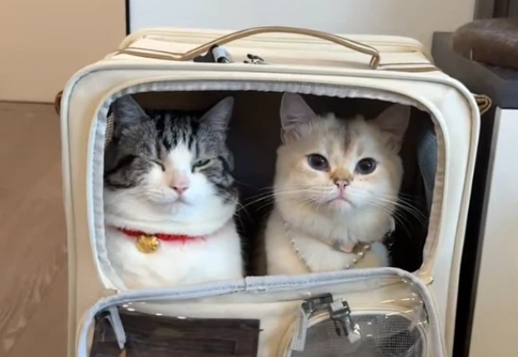 老用户升级指南：猫包买什么样的好？乐福loffepet进阶款开启人宠舒适新境界