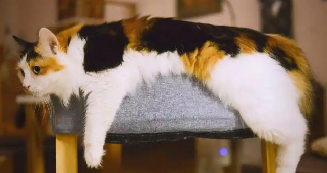 猫咪眼睛分泌物增多睁不开怎么办