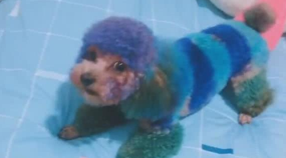 主人给狗狗染了个发，好霸气，狗：我看出门谁还敢凶我