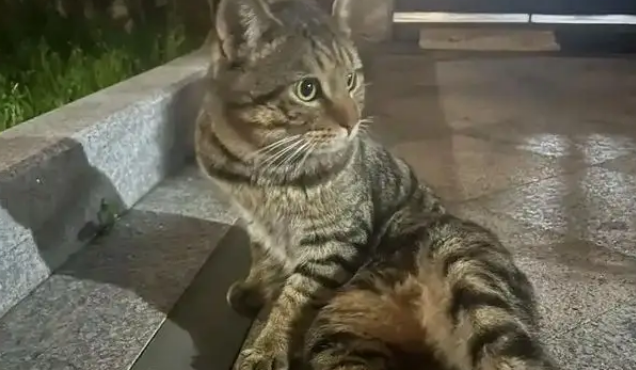 博主捡到流浪猫,假装寻主三天,最后“勉为其难”收养 博主捡到流浪猫,假装寻主三天,最后“勉为其难”收养