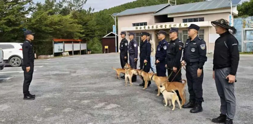 从“小土狗”到“警界奇兵”！广西山地犬百色深山炼成记