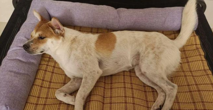 暴雨天狗子拴院中淋雨，妹子因怕不敢救，网友：梁子算是结下了