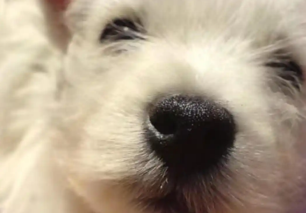 北京首例宠物中毒刑事公诉案宣判,被告人被判有期徒刑四年 北京首例宠物中毒刑事公诉案宣判,被告人被判有期徒刑四年