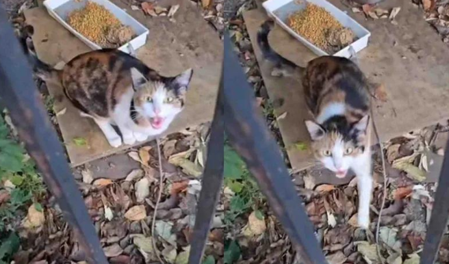 流浪猫的一声求助，温暖了整个寒冬，一切只因你伸出的手！