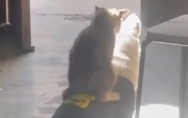 猫咪坐在狗子身上晒太阳。猫：金窝银窝不如自己的狗窝