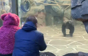 男子逗大猩猩又蹦又跳,猩猩模仿,失散多年的兄弟重逢,太激动了 男子逗大猩猩又蹦又跳,猩猩模仿,失散多年的兄弟重逢,太激动了