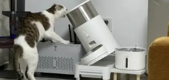 猫咪打翻喂食器一脸淡定,狗子却一脸心虚 猫咪打翻喂食器一脸淡定,狗子却一脸心虚