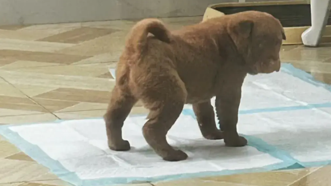 养了一只土松，发到网上去网友差点没笑死：这狗子看上去就很犟！