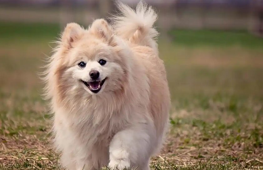 狗狗两边掉毛是什么原因