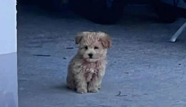 开完庭出来看到法院里有两只小奶狗，直接顺走会被起诉吗