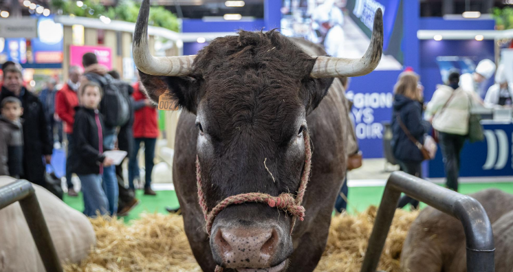 法国将为100万头牛接种牛疙瘩皮肤病疫苗