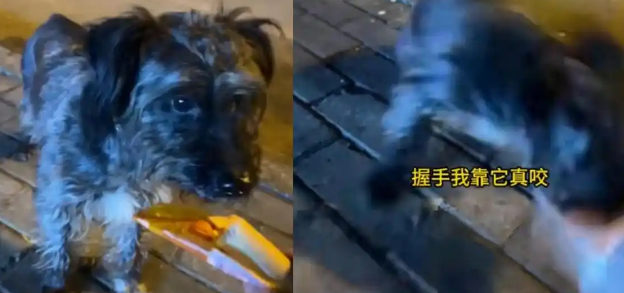善意遇风险：女生投喂流浪狗反遭攻击