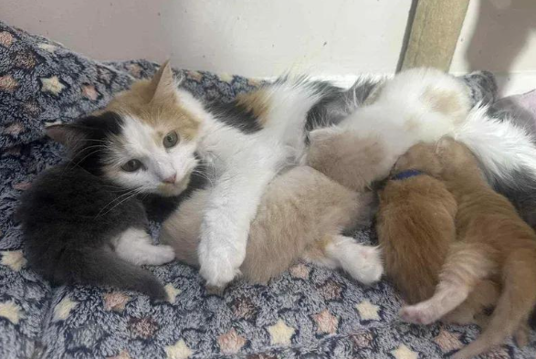 流浪猫临盆前获救,化身育儿天团,共同守护九个小生命 流浪猫临盆前获救,化身育儿天团,共同守护九个小生命