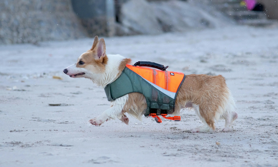 狗狗摔了头会有生命危险吗