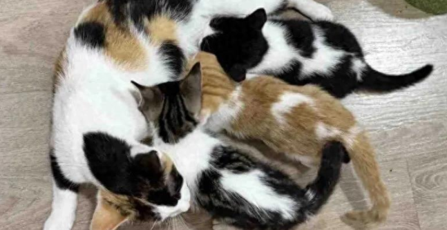 流浪猫妈获救产崽，谁曾想命运弄人，小猫接连遭遇生死劫！