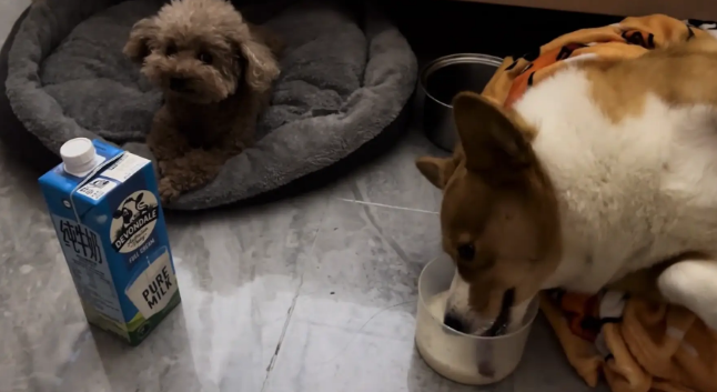 柯基躺在窝里喝牛奶。网友:我当狗估计也这个样子 柯基躺在窝里喝牛奶。网友:我当狗估计也这个样子