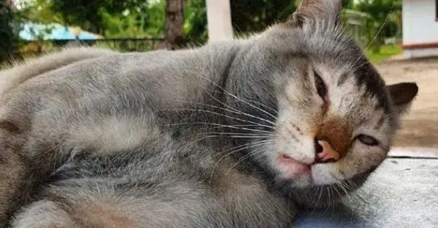 猫咪疯玩成泥猴,回家累瘫被笑胖,毛孩子白眼:你礼貌吗? 猫咪疯玩成泥猴,回家累瘫被笑胖,毛孩子白眼:你礼貌吗?