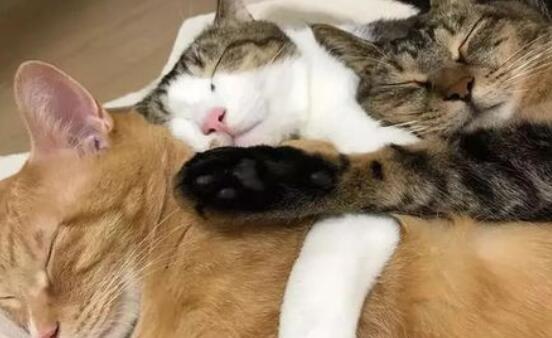 猫咪乱尿标记,如何纠正行为? 猫咪乱尿标记,如何纠正行为?