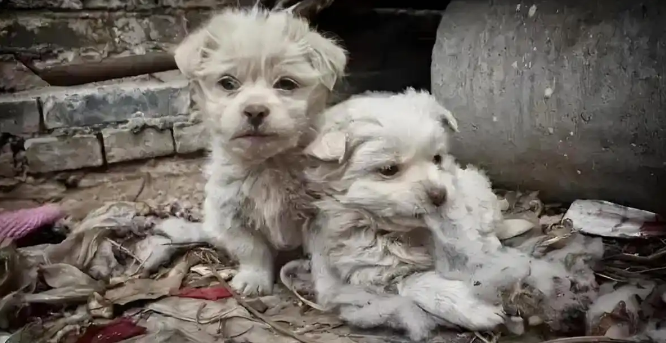 秃鹫濒危、流浪狗激增,印度爆生态危机 秃鹫濒危、流浪狗激增,印度爆生态危机