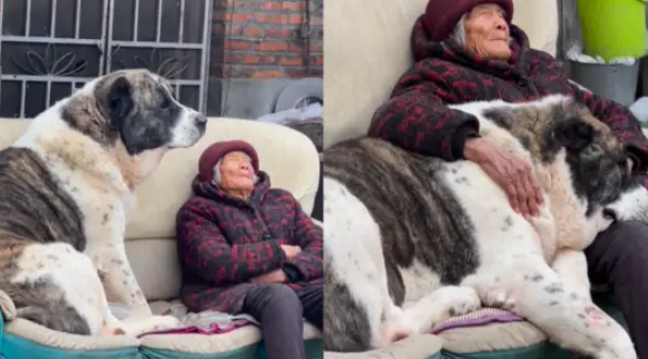 160斤中亚牧羊犬被奶奶搂在怀里哄睡：甭管多大都是宝宝