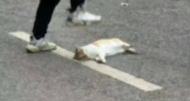 中学教师被指当学生面踩死流浪猫,学校:当事人的小孩被猫咬了 中学教师被指当学生面踩死流浪猫,学校:当事人的小孩被猫咬了