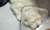 狗眼睛炎症鼓包