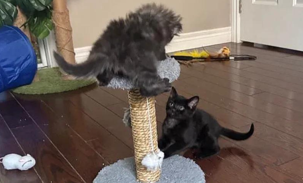 两只小猫并非同窝，却命运相连，彼此守护最终迎来温暖的家