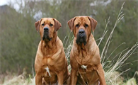 土佐犬多少钱一只?一文详解它是一种什么样的狗
