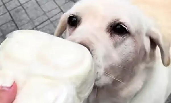 吃馒头的拉布拉多看到馒头老板没来,直接化身“望馍犬” 吃馒头的拉布拉多看到馒头老板没来,直接化身“望馍犬”