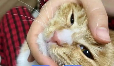 猫咪一直流鼻涕是什么原因