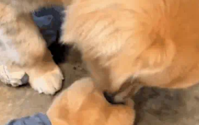 穿上新买的狗爪棉鞋，让自家金毛陷入沉思，汪：露出狗脚了吧