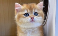 猫结石卡在尿道了会不会自己排掉