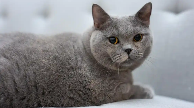 猫咪咳嗽气喘可能患心脏病吗 猫咪咳嗽气喘可能患心脏病吗