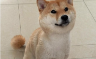 狗见红有炎症吃点土霉素可以么
