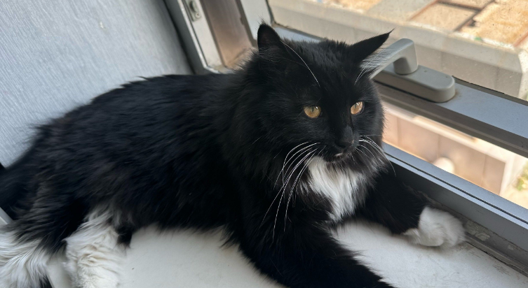 猫咪拉黑色的便便正常吗 猫咪拉黑色的便便正常吗