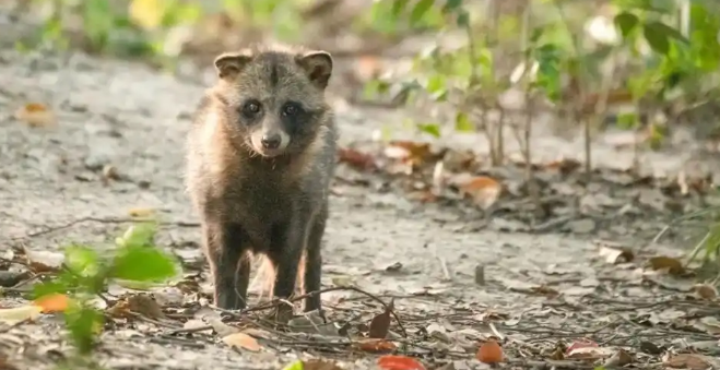 上海第四次“貉口普查”结果公布:分布区域扩大 上海第四次“貉口普查”结果公布:分布区域扩大