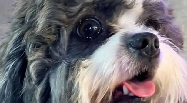 小狗在清迈第一次看到大象,看给孩子都吓成啥了 小狗在清迈第一次看到大象,看给孩子都吓成啥了