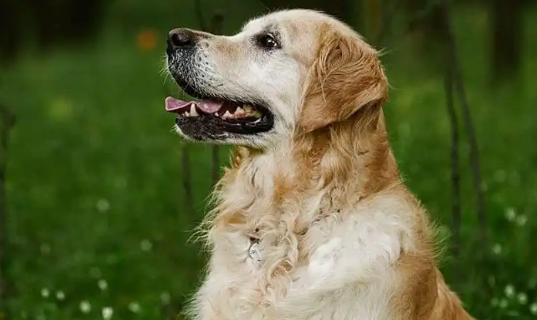 犬瘟初期抽搐像打嗝为什么一样 犬瘟初期抽搐像打嗝为什么一样